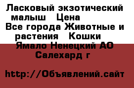 Ласковый экзотический малыш › Цена ­ 25 000 - Все города Животные и растения » Кошки   . Ямало-Ненецкий АО,Салехард г.